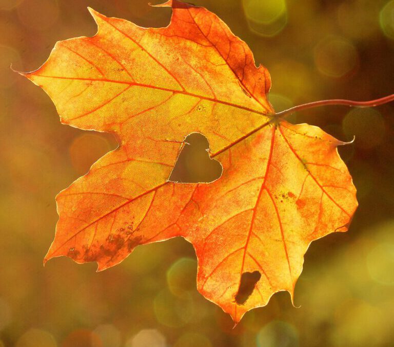 Wat jij en ik mogen leren van de herfst …